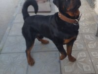 A kalite rottweiler bebekler
