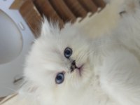 Sevimli Kedimiz