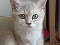SAFKAN BRİTİSH SHORTHAİR DİŞİ YAVRUMUZ