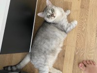 KISIR SAĞLIKLI VE MERAKLI İYİ BAKABİLİCEK BRİTİSH KİŞİLER