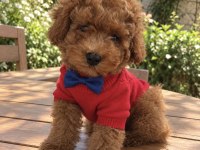 Ped Eğitimli Toy Poodle Yavrumuz