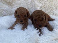 SEVİMLİ TOY POODLE YAVRULAR