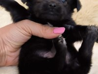 2 AYLIK CHİHUAHUA (ŞİVAVA) YAVRULARI