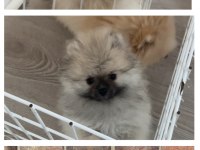 Orjinal pomeranian boo