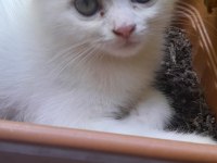 Yavru kedilerimiz yeni yuvasını arıyor