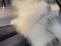 MERLE POMERANİAN BOO AŞILARI TAM PASAPORTLU
