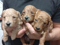 Toy poodle orjinal