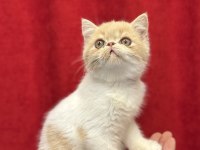 Exotic shorthair yavrularımız