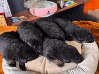 Burkemden korumacı sadık dost alman çoban köpeği yavrular