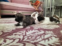 Shih tzu şitsu 0 numara yavrular