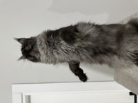 FULL ŞECERELİ BLACK SMOKE DİŞİ MAİNE COON KEDİMİZ