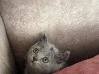 British shorthair kedimiz