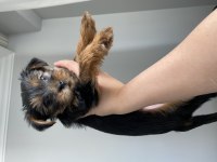 Yorkshire terrier köpeğimize yuva arıyoruz