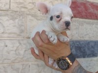 Anne altından eşsiz sağlıklı french bulldoglar