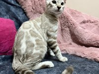 Snow Bengal Erkek 5 Aylık