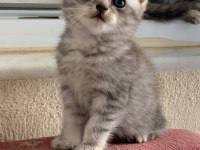 BRİTİSH BEBEK KEDİLERİMİZ