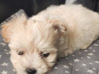 Ped eğitimli orjinal maltipoo bebek