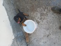 Koca kafa Macar rottweiler yavrusu