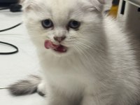 Ayı Surat Top Kafa Sıfır Kulak Bebek Kediler