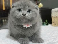 Top kafa scottish fold yavru