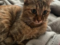 Ücretsiz sahiplendirme 2 yaşında scottish fold