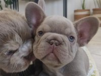 Egzotik Yavru Köpekler