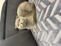 Bir buçuk yaşında dişi kedimiz sakin sevecen uyumlu