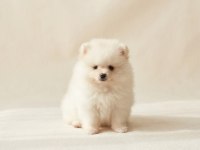 Orijinal pomeranian boo teddy bear teacup