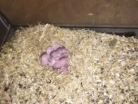 Bursa tavsancisi Gonzales hamster yavrudur