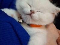 Yavru british shorthair 20 günlük kediler