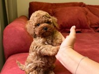 Sevimli Toy Poodle Yavrularımız Yeni Ailelerini Arıyor
