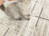 Doğduğundan beri bizde evimizin british longhair maskotu