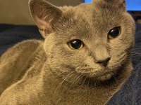 British shorthair kedisi