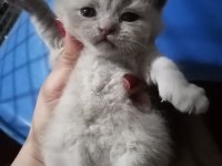 Yeni yuvalarına gitmeye hazır british shorthair minnaklar