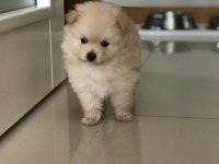 Yeni Pomeranian Yavrularımız, Yeni Yuvalarımız