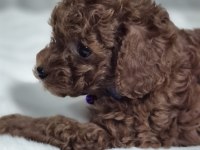 Toy poodle yavrular