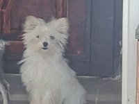 Tatlış Maltipoo Bebekler