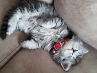 2 Aylık British Longhair Erkek Dünya Tatlısı