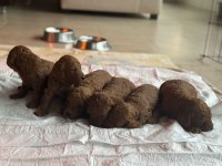 EV ORTAMINDA BÜYÜYEN POODLE YAVRULARIMIZ