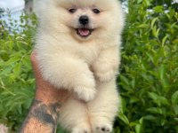 Pomeranian boo