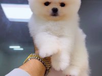 Ayı Surat Pomeranian Yavrularımız Irk Garantili