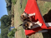 BEAGLE KÖPEĞİMİZ