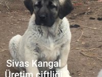 MERKEZ KANGAL ÜRETİM ÇIFTLIGINDEN SATILIK KANGALLAR
