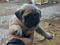 Pug yavrular
