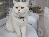 British Shorthair Pamuğa Yeni Yuva