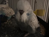 ŞOV JUMBO MUHABBET KUŞU
