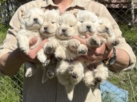 Bebek surat Çin aslanı Chow Chow DİŞİ bebekler