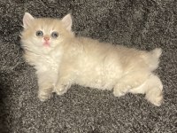 Anne Baba Şecereli Safkan British Longhair AY12 Erkek