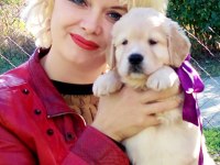 Golden Retriever Gelip Görerek Alabilirsiniz
