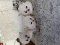 Sağlıklı anne ve baba safkan british shorthair rezerve açık